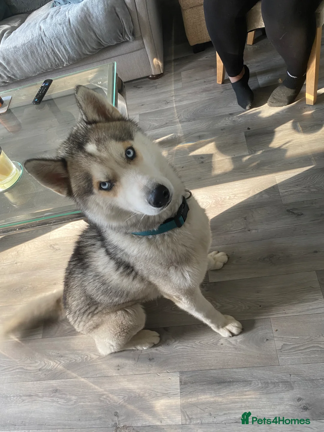 Siberian Husky dogs for sale: Siberian Husky-Looking for Loving Experienced Home in Rochester - Advert 1
