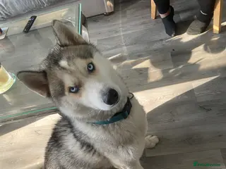 Siberian Husky dogs Siberian Husky-Looking for Loving Experienced Home - Advert 5