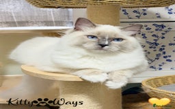 Ragdoll cats for sale: 🐾🩷*TICA REG* EU RAGDOLL KITTENS🌟 DNA CLEAR 🩵🐾 - Image 13