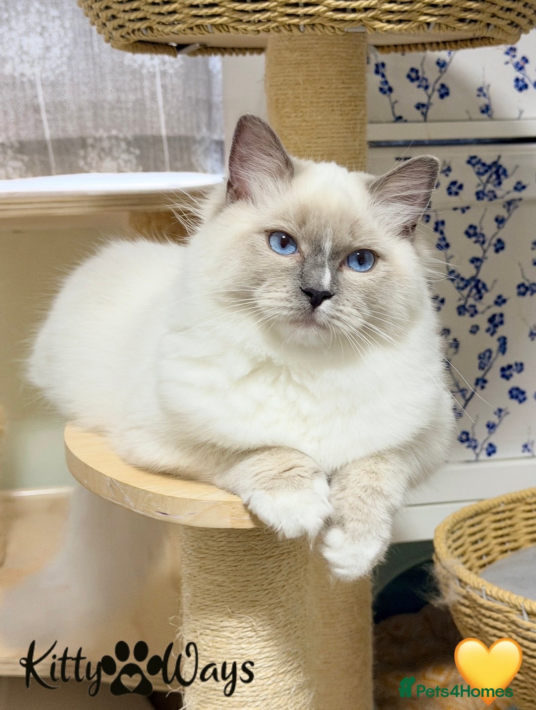 Ragdoll cats for sale: 🐾🩷*TICA REG* EU RAGDOLL KITTENS🌟 DNA CLEAR 🩵🐾 - Image 13