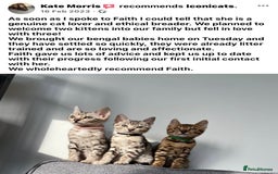 Bengal cats for sale: ⭐️ 1 LEFT!! - STUNNING TICA REG BENGAL CUBS ⭐️ - Image 40