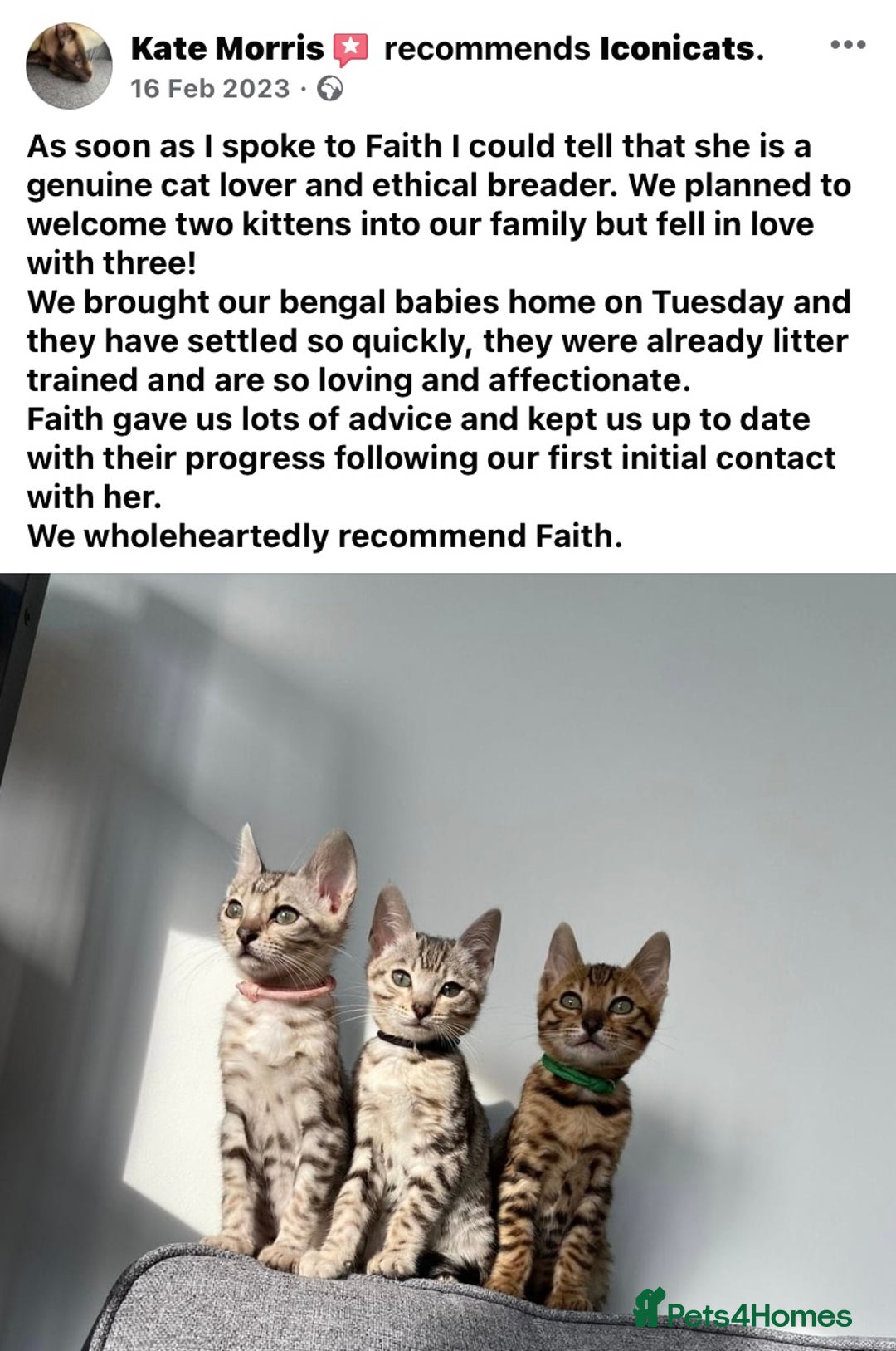 Bengal cats for sale: ⭐️ 1 LEFT!! - STUNNING TICA REG BENGAL CUBS ⭐️ - Image 40
