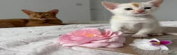 Abyssinian cats for sale: ✨ THE JEWEL OF THE LITTER: Rare Silver Sorrel Girl - Advert 8
