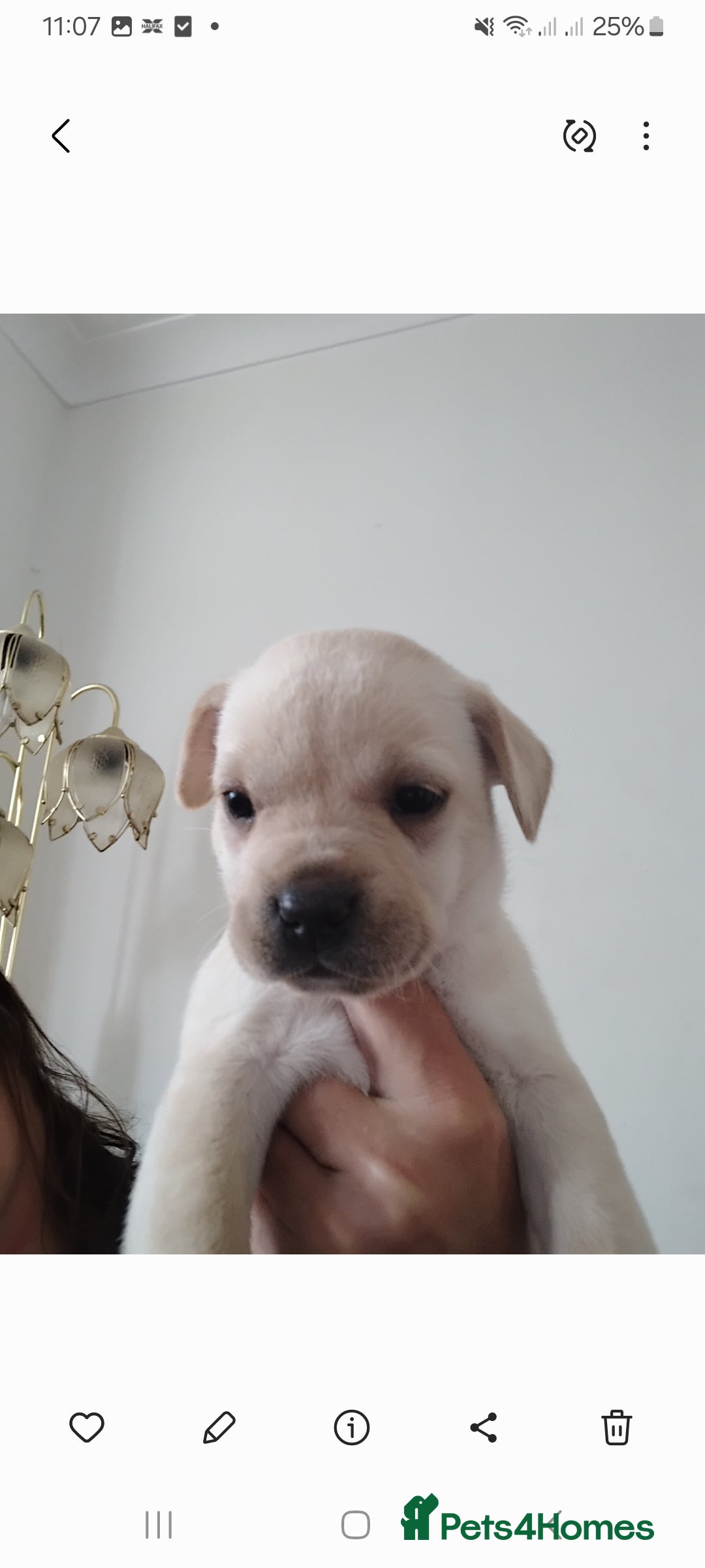 Mixed Breed dogs for sale: Labrador cross french bulldog puppies - Image 4