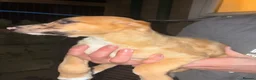 Lurcher dogs for sale: 7 week old lurcher puppies - Advert 11