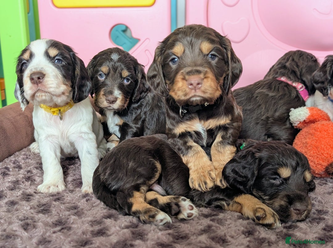 Cocker Spaniel dogs for sale: KC Reg Working type, extensively DNA tested.  - Image 2