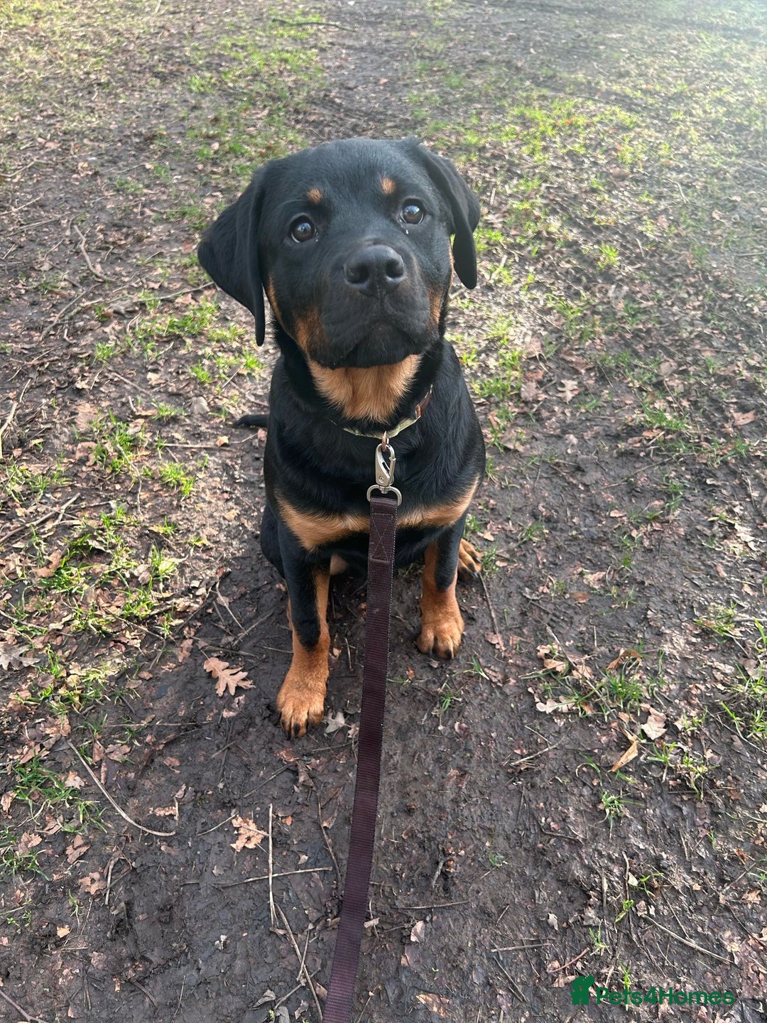 Rottweiler dogs for stud: KC REGISTERED ROTTWEILER in Worcester - Advert 11