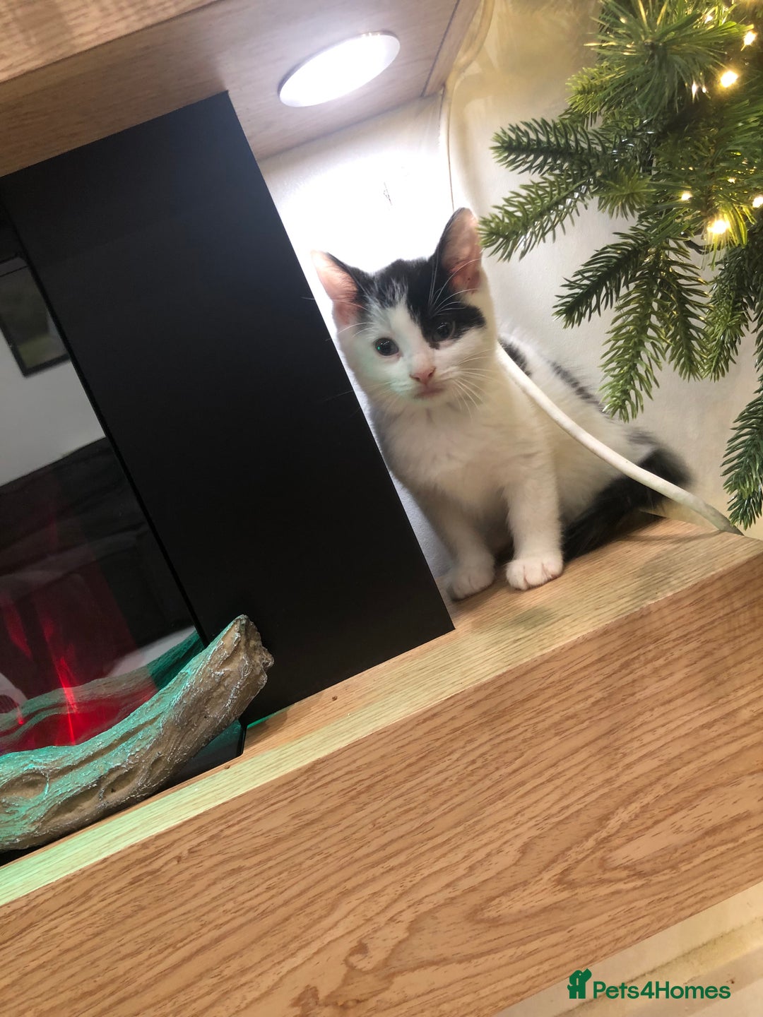 Mixed Breed cats for sale: 4 Lovely kittens for sale  - Advert 12