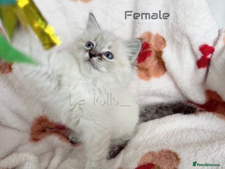 Ragdoll cats 🐾 Beautiful Blue-Eyed Kittens Available 🐾 - Advert 3