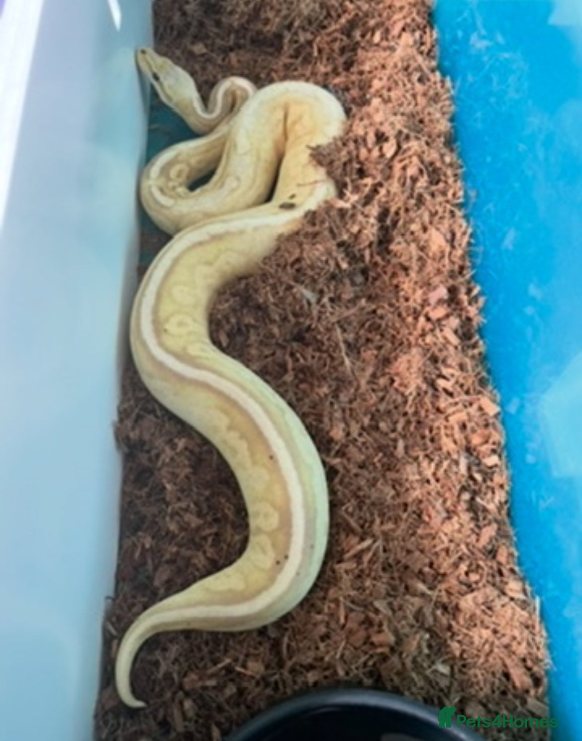 Python Snake reptiles Royals and herpxotic rack for sale - Advert 1