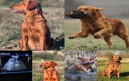 Golden Retriever dogs for sale: Exciting KC working golden retriever puppies due - Image 1
