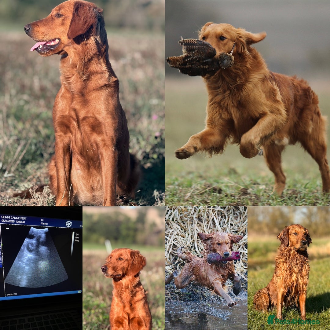Golden Retriever dogs for sale: Exciting KC working golden retriever puppies due - Image 1