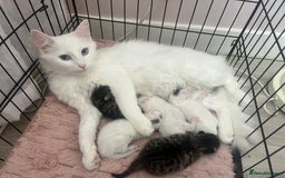 Siberian cats for sale: Five fluffy kittens  - Image 10