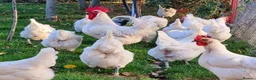Chickens poultry for sale: La Bresse - Point of Lay hens and hatching eggs - Advert 4
