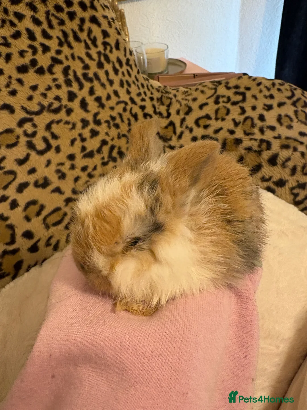 Mini Lop rabbits for sale: 6 Mini Lop baby bunnies For Sale  in Grantham - Advert 2