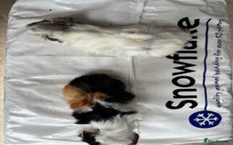 Guinea Pig rodents for sale: 8 week old and 10month old boys and girls - Image 15