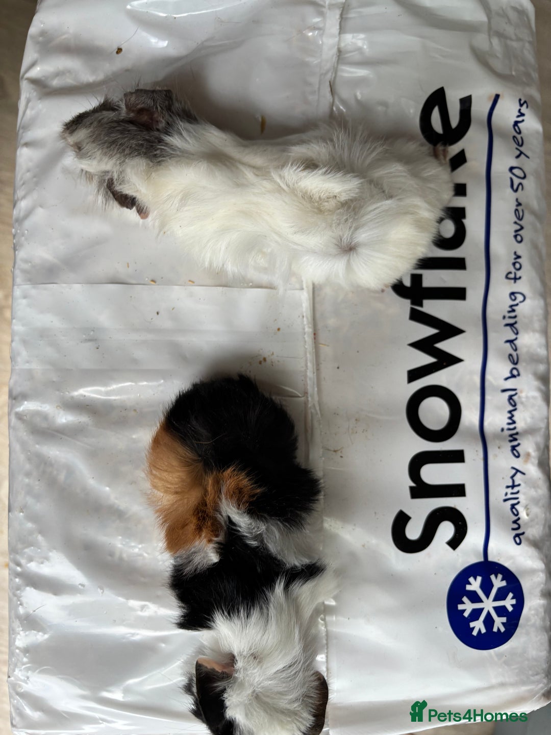 Guinea Pig rodents for sale: 8 week old and 10month old boys and girls - Image 15