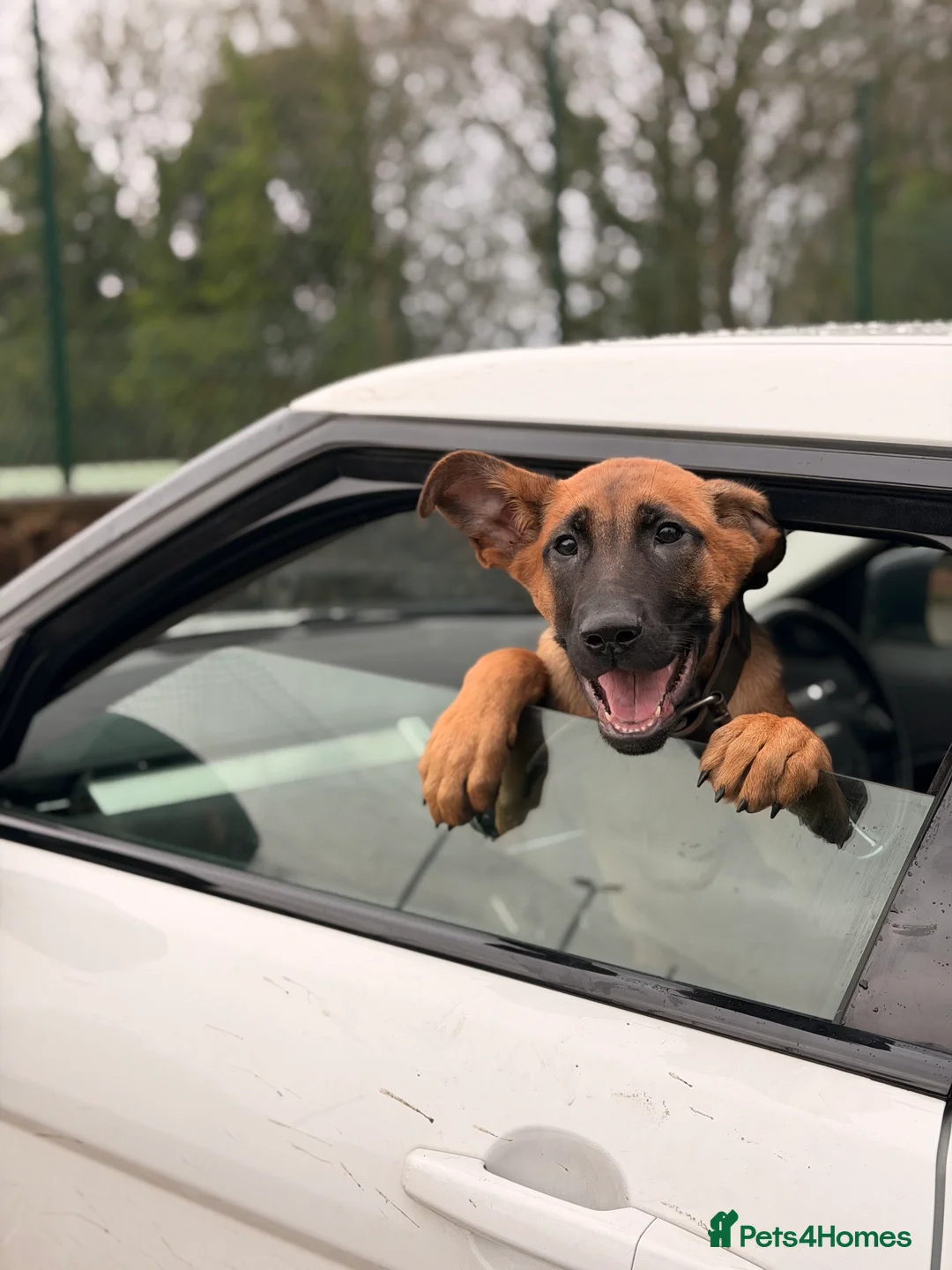 Belgian Shepherd Dog dogs for sale: Dutch Herders - Advert 4