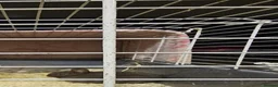 Netherland Dwarf rabbits for sale: Chocolate Netherland Dwarf Doe - Advert 4