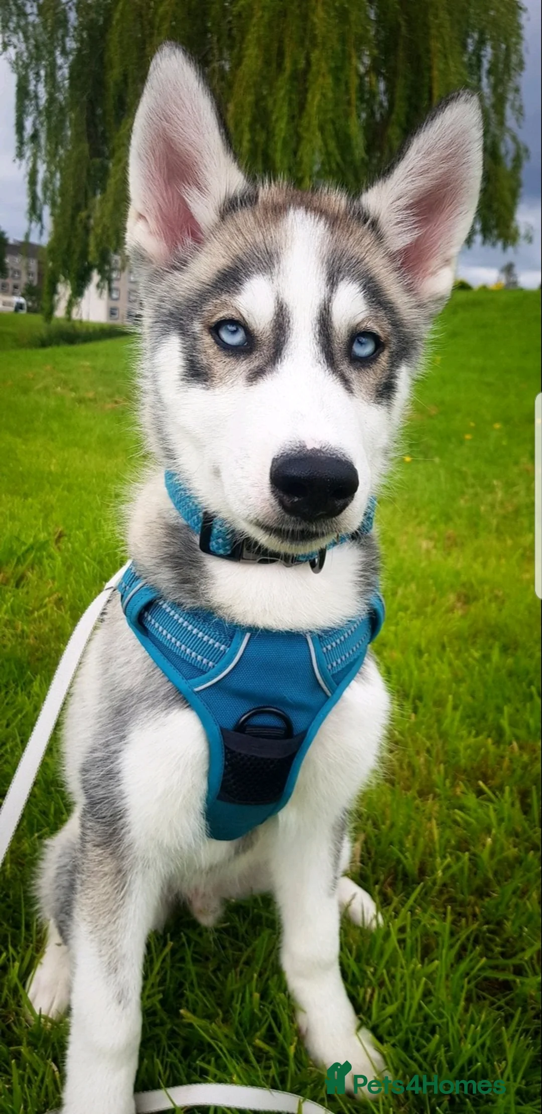 Siberian Husky dogs for stud: DANAMELI TITAN KING - Proven Health Tested Stud in Glasgow - Advert 22