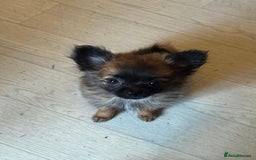 Pomeranian dogs for sale: 2 miniature adorable Pomeranian puppies for - Image 2
