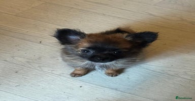 Pomeranian dogs - Advert 15