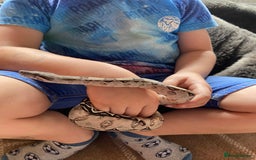 Boa Snake reptiles for sale: Boa, royal and a California king snake for sale  - Image 8