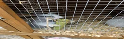 Mixed Breed rabbits for sale: Minilop x rex rabbits  - Advert 1