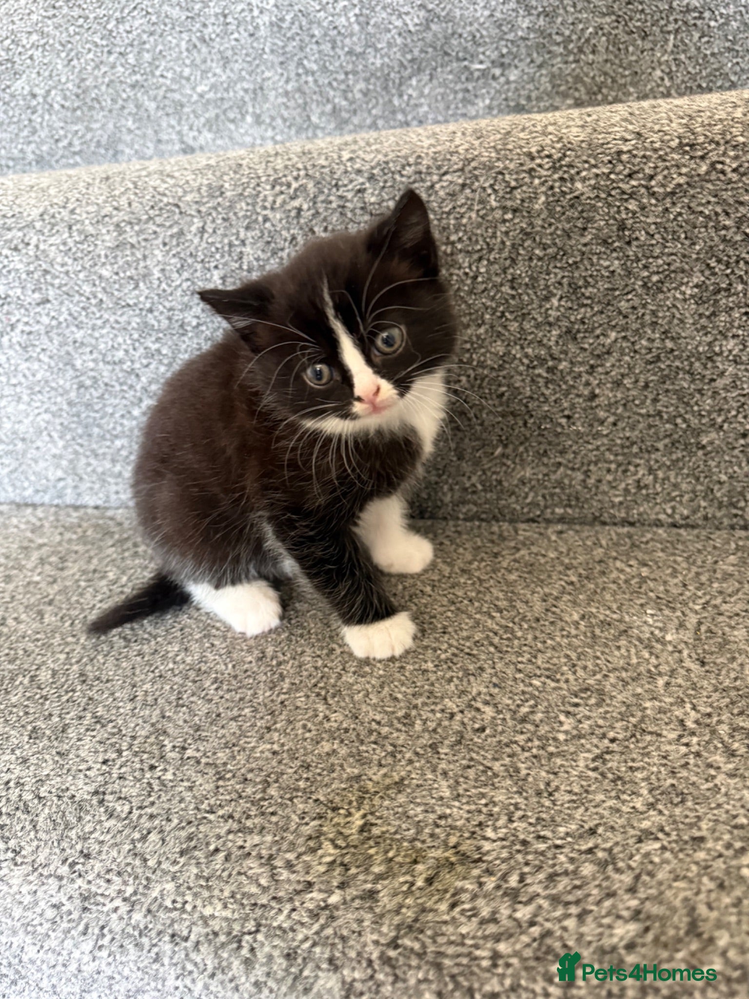Mixed Breed cats Beautiful Ragdoll Cross Kittens – Ready Now  - Advert 1