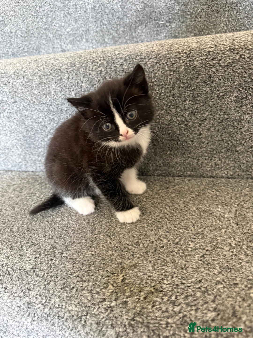 Mixed Breed cats for sale: Beautiful Ragdoll Cross Kittens – Ready Now  - Advert 1