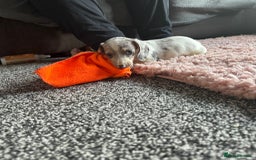 Dachshund dogs for sale: Dachshund puppies ready now  - Image 5