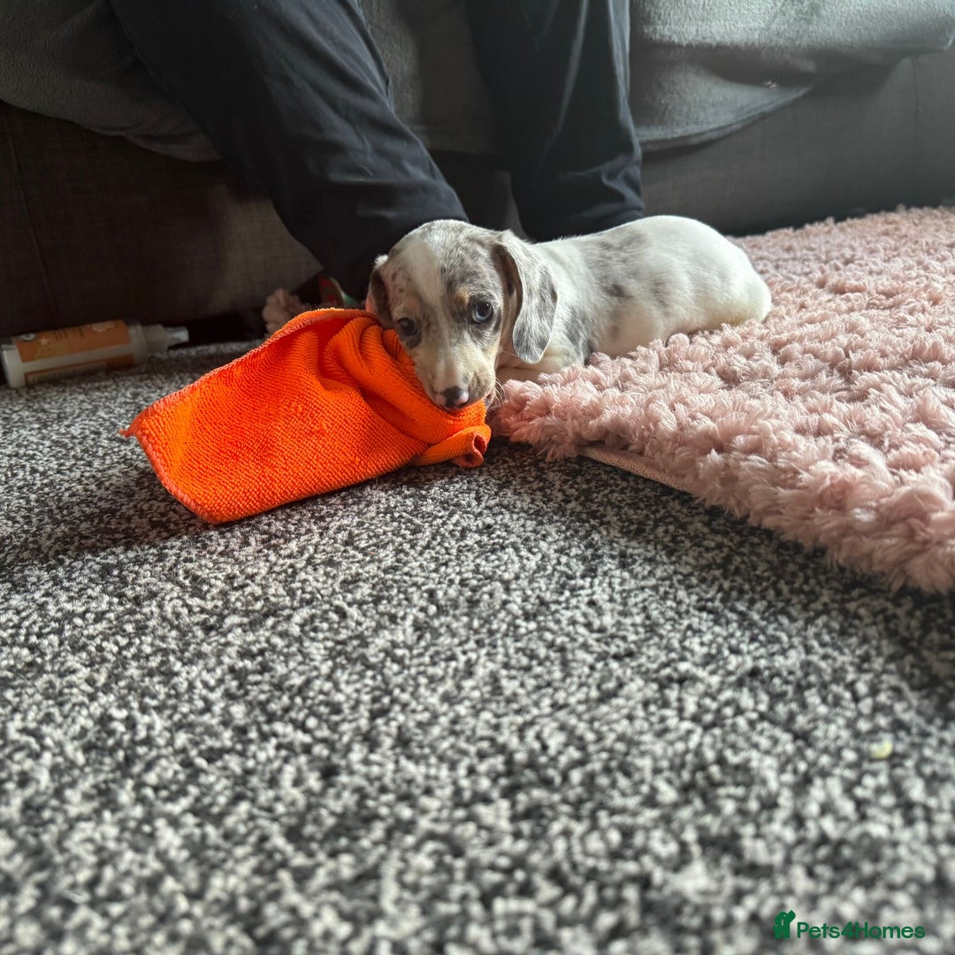 Dachshund dogs for sale: Dachshund puppies ready now  - Image 5