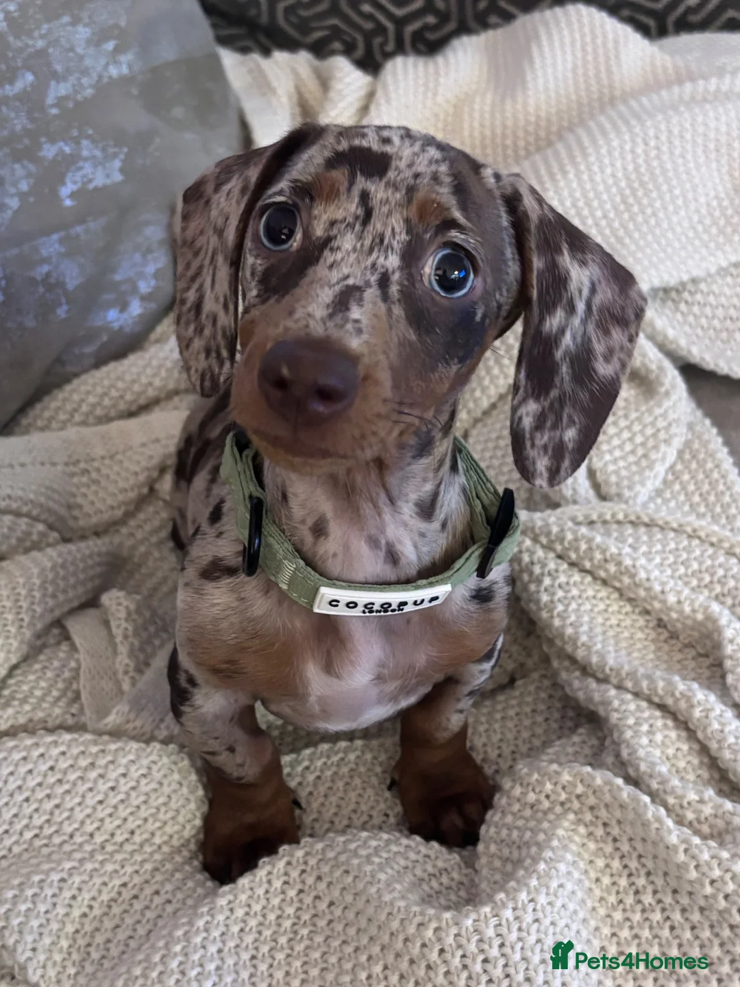 Miniature Dachshund dogs for sale: Dapple Miniature Dachshund - Advert 1