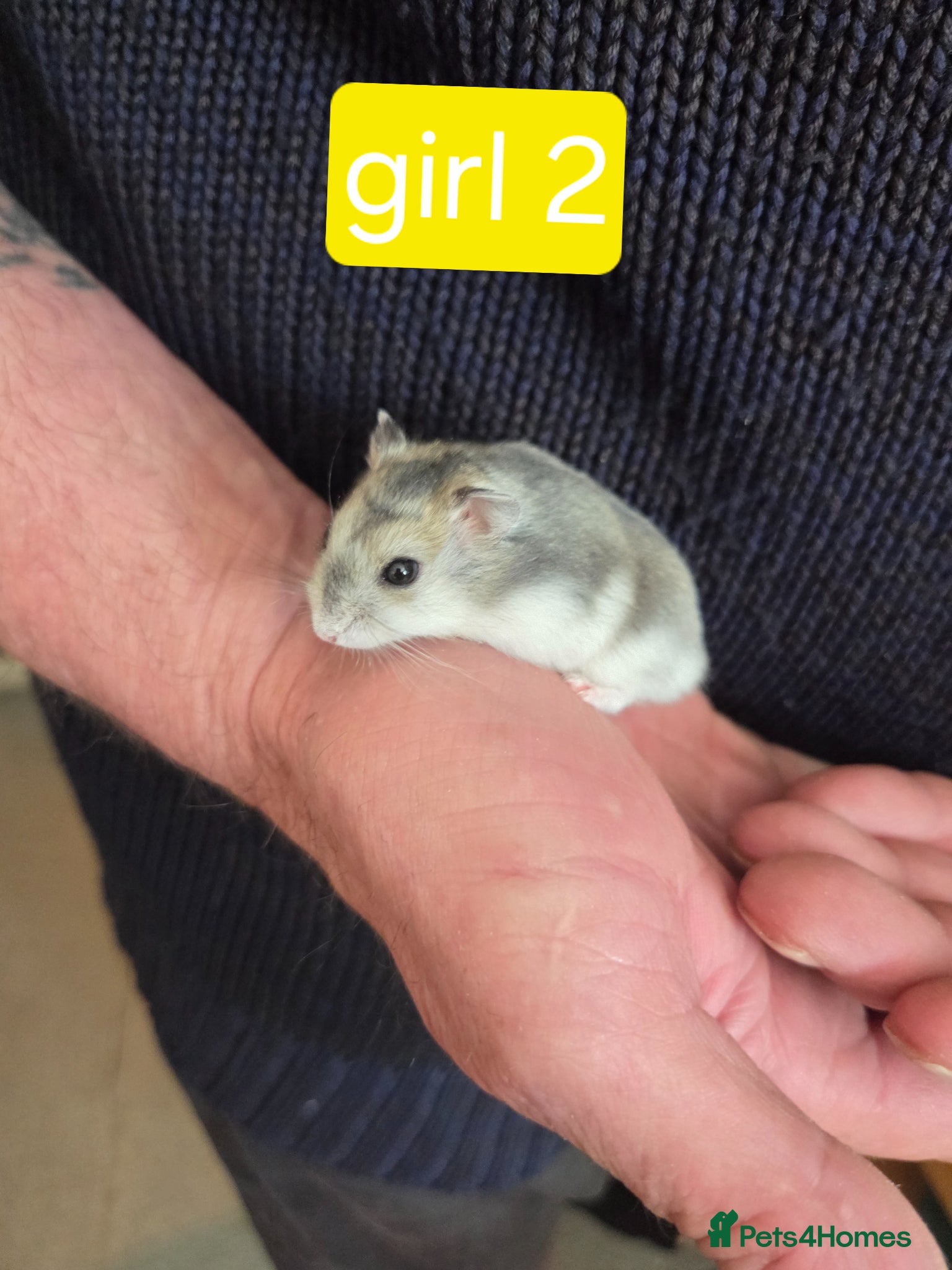 Hamster rodents Russian dwarf hamster babies - Advert 2