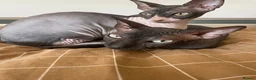 Sphynx cats for sale: Sphynx Cats  - Advert 4