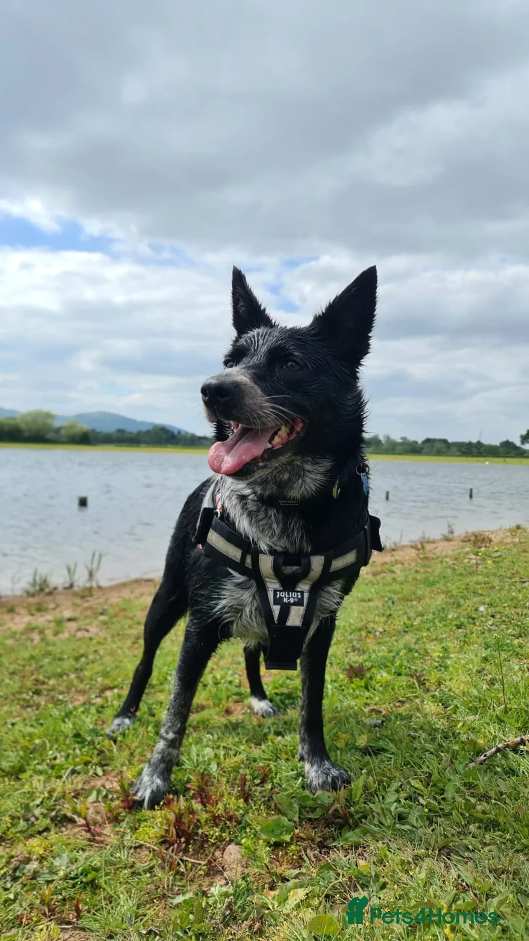 Mixed Breed dogs for sale: Echo – Affectionate Collie Mix Needs Stable Home - Advert 3