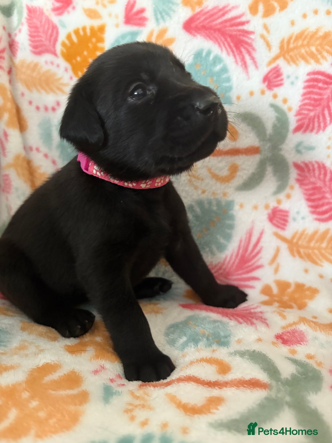 Labrador Retriever dogs for sale: Black Labrador puppies - Image 15