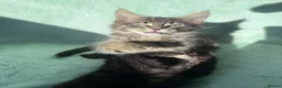 Maine Coon cats for sale: 6 Maine Coon Kittens LAST FEMALE LEFT - Advert 2