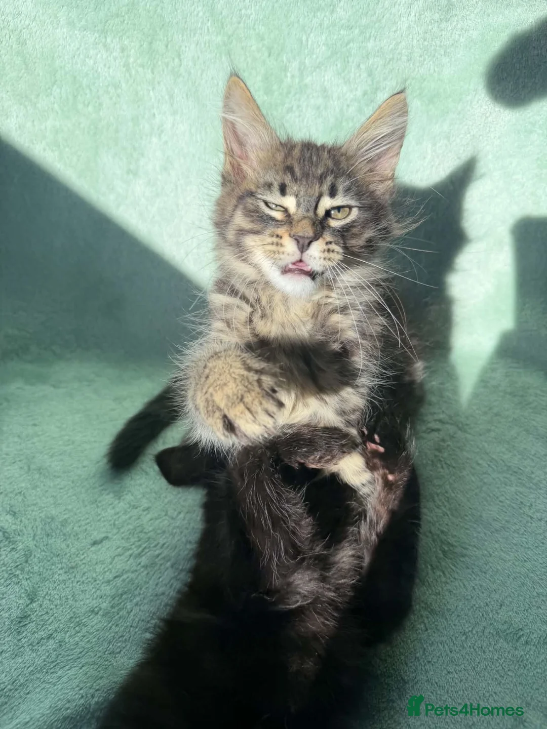 Maine Coon cats for sale: 6 Maine Coon Kittens LAST FEMALE LEFT - Advert 2