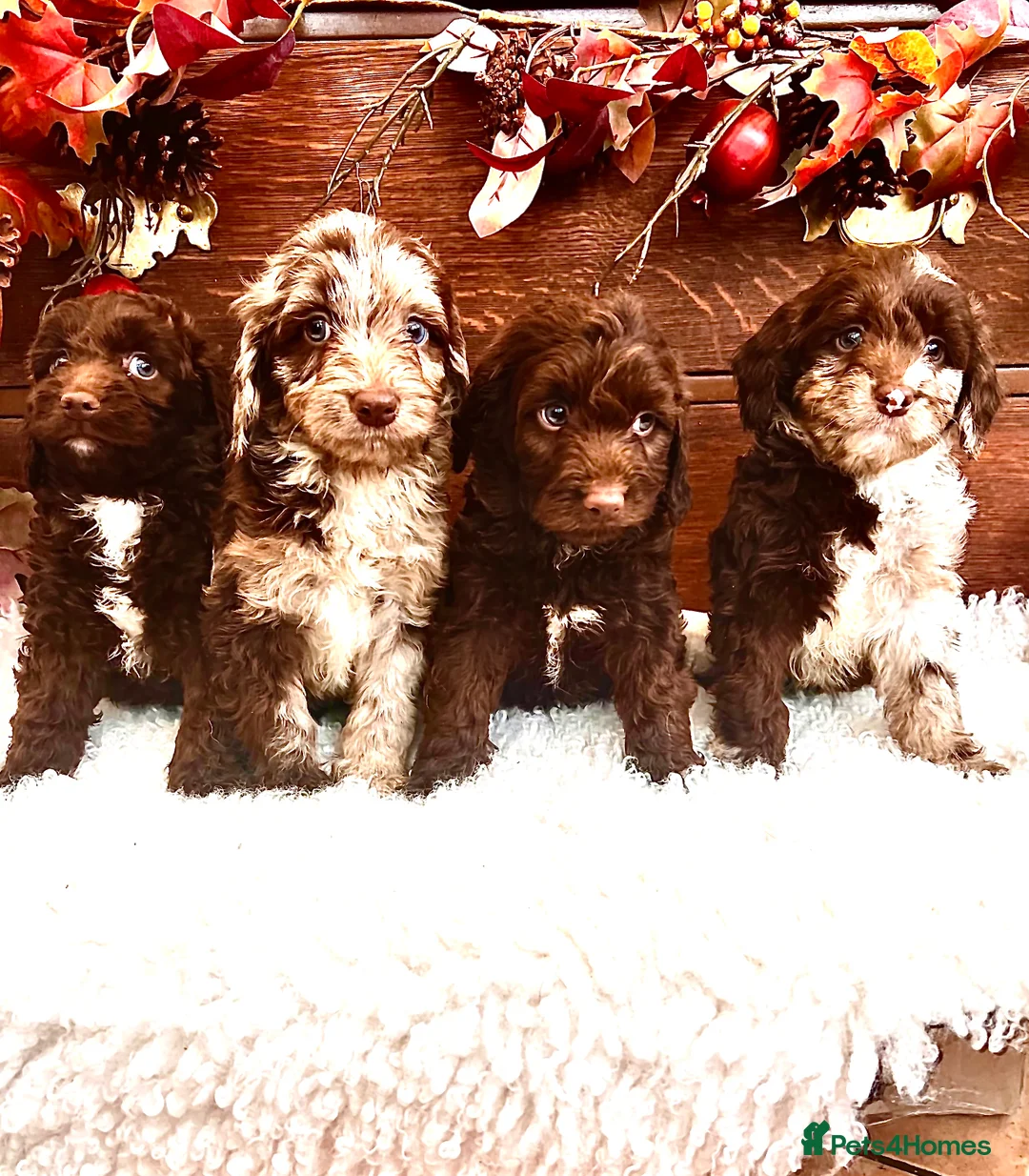 Sproodle dogs for sale: Chocolate Sproodle Puppies rare Merle  - Advert 19