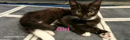 Mixed Breed cats for sale: Beautiful Mix Breed Kittens  in Harrow - Advert 8