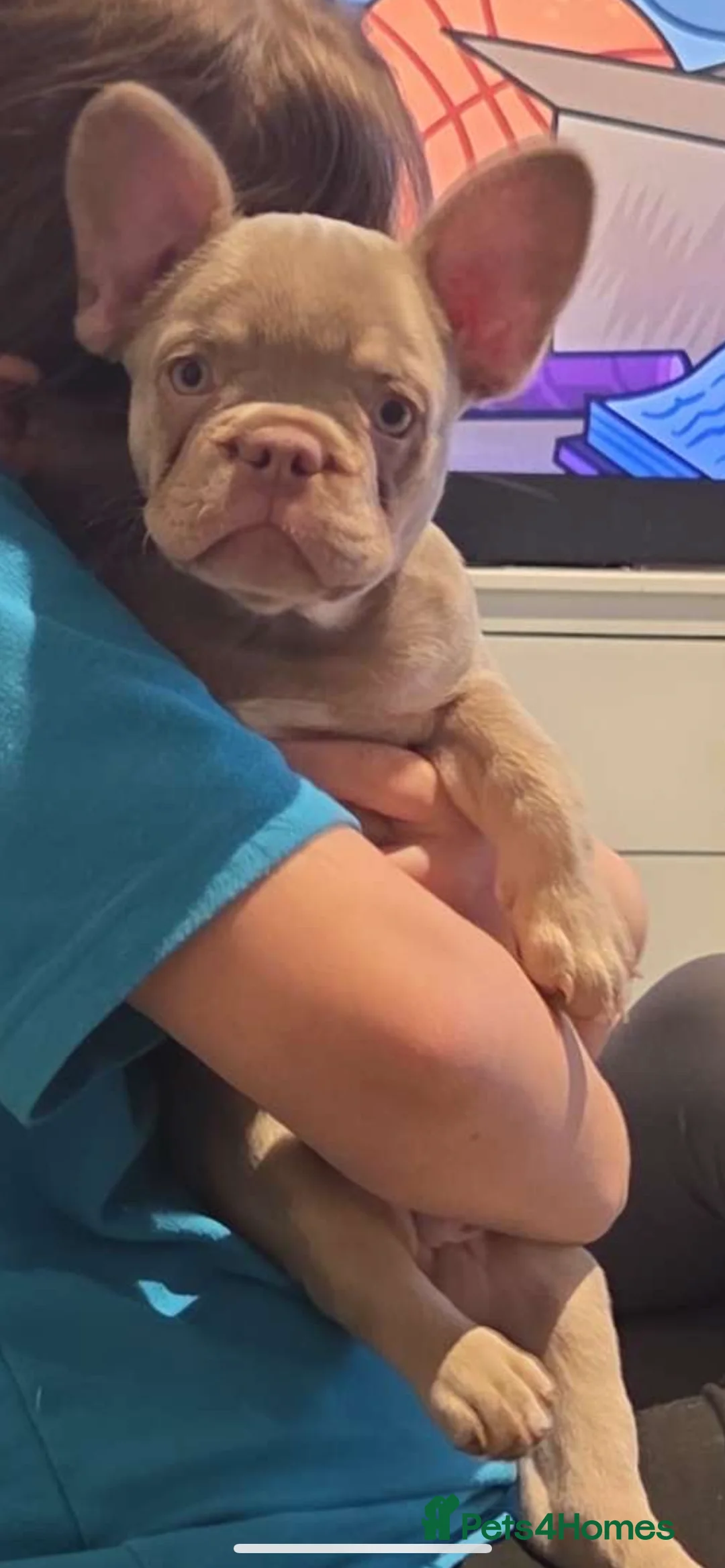 French Bulldog dogs for sale: Girl French bulldog  - Advert 7