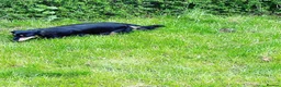 Miniature Dachshund dogs for sale: Beautiful Black & Tan Girl Long Haird Available  - Advert 6