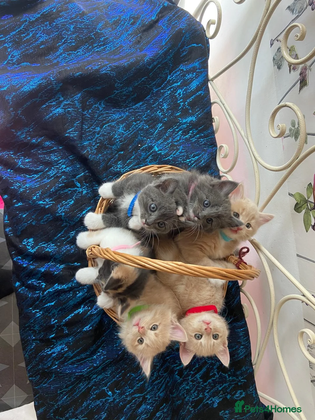 Norwegian Forest Cat cats for sale: 6 Norwegian Forest kittens in Cardiff - Advert 2