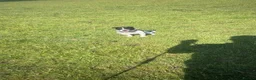 Jack Russell dogs for stud: Wynn  - Advert 2