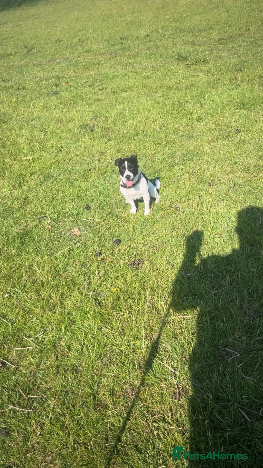 Jack Russell dogs for stud: Wynn  - Advert 2