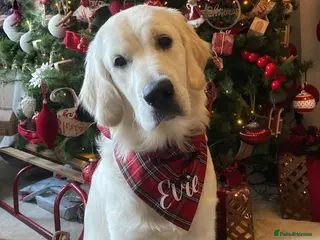 Golden Retriever dogs English Cream Retriever girl for rehoming - Advert 1