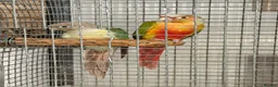 Conures birds for sale: 🦜 Pair of Green-Cheek Conures – Male & Female - Advert 3