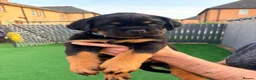 Rottweiler dogs for sale: 7 amazing rottweiler pups - Advert 12