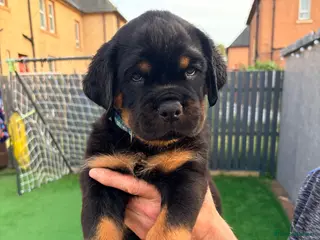 Rottweiler dogs 7 amazing KC Reg rottweiler pups - Advert 13